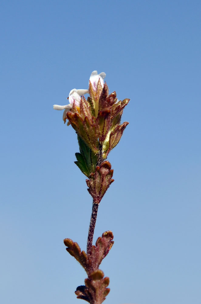 Image of Euphrasia regelii specimen.