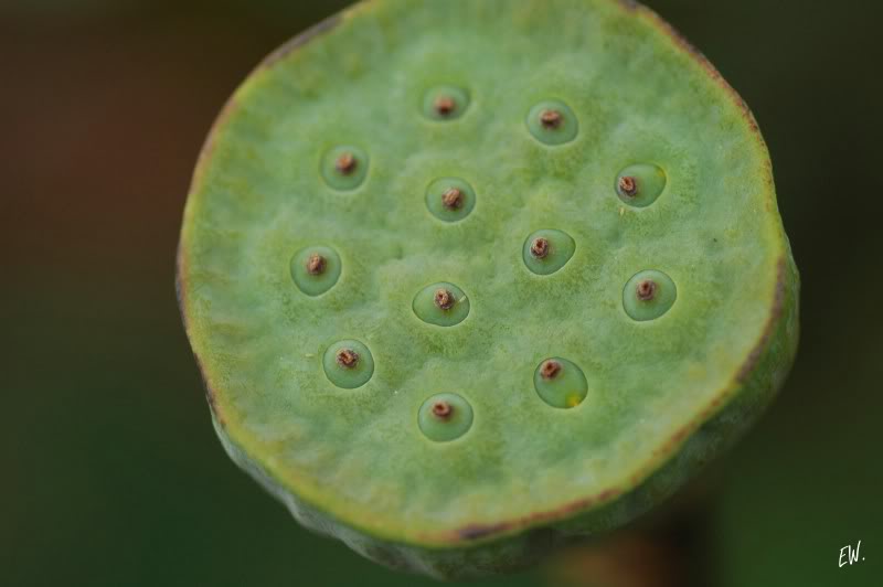 Изображение особи Nelumbo nucifera.