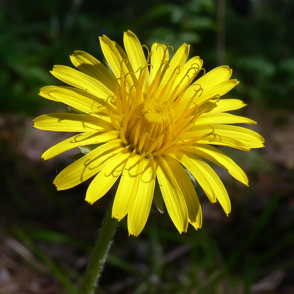 Image of Taraxacum marklundii specimen.