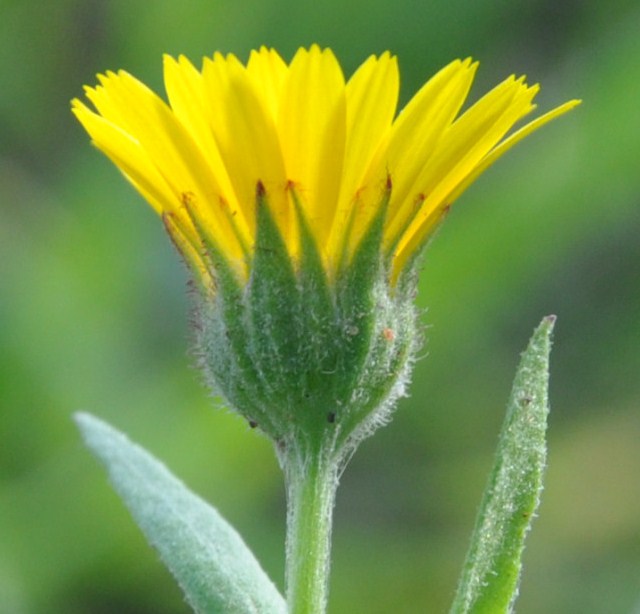 Image of Calendula arvensis specimen.