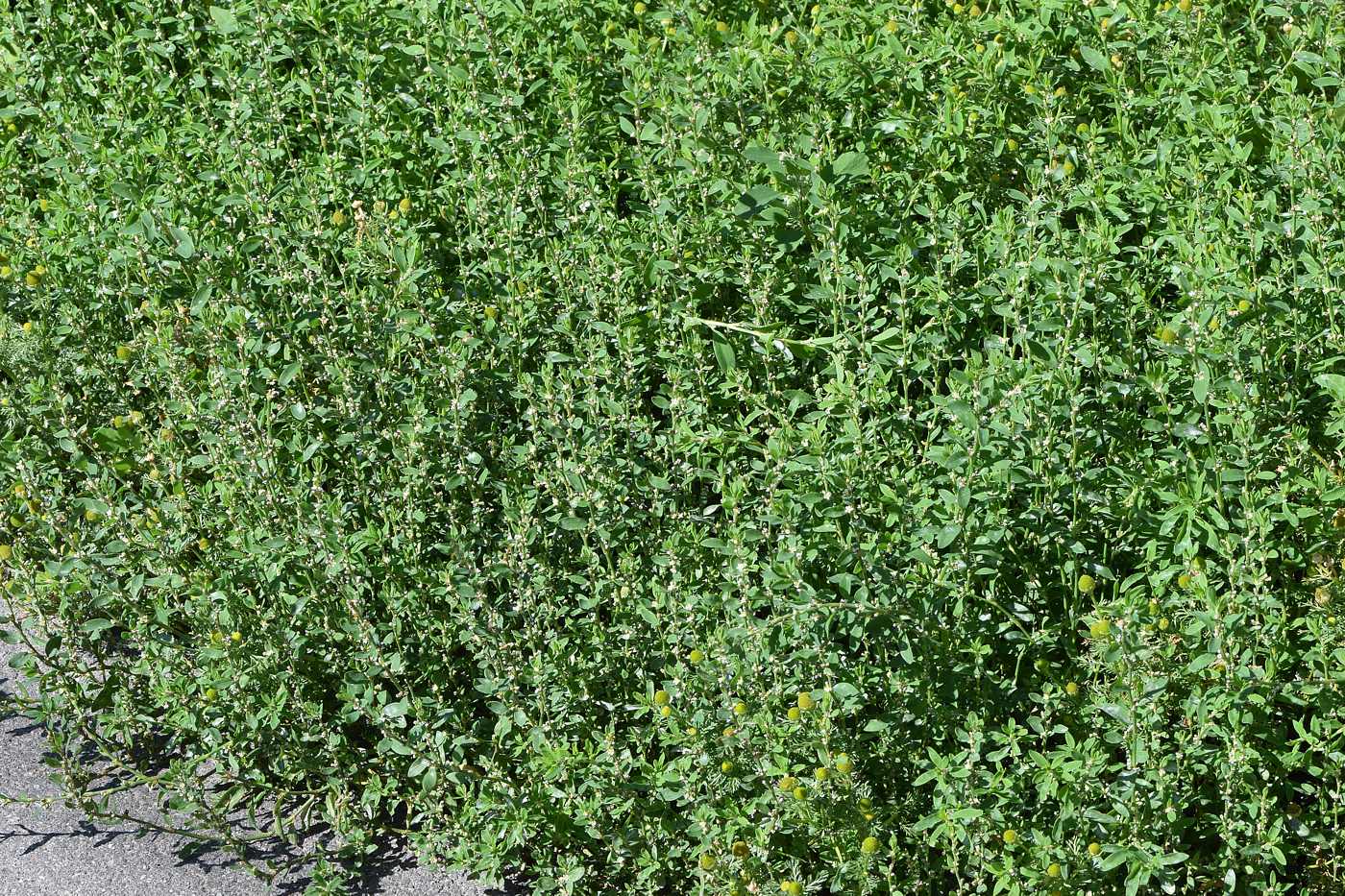 Image of Polygonum aviculare specimen.