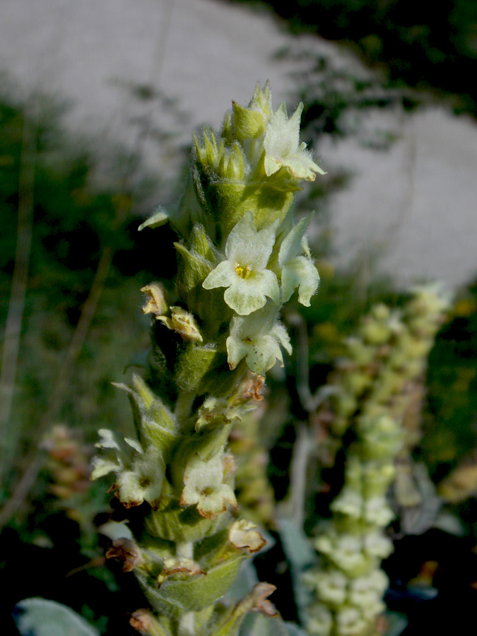 Image of Sideritis euxina specimen.