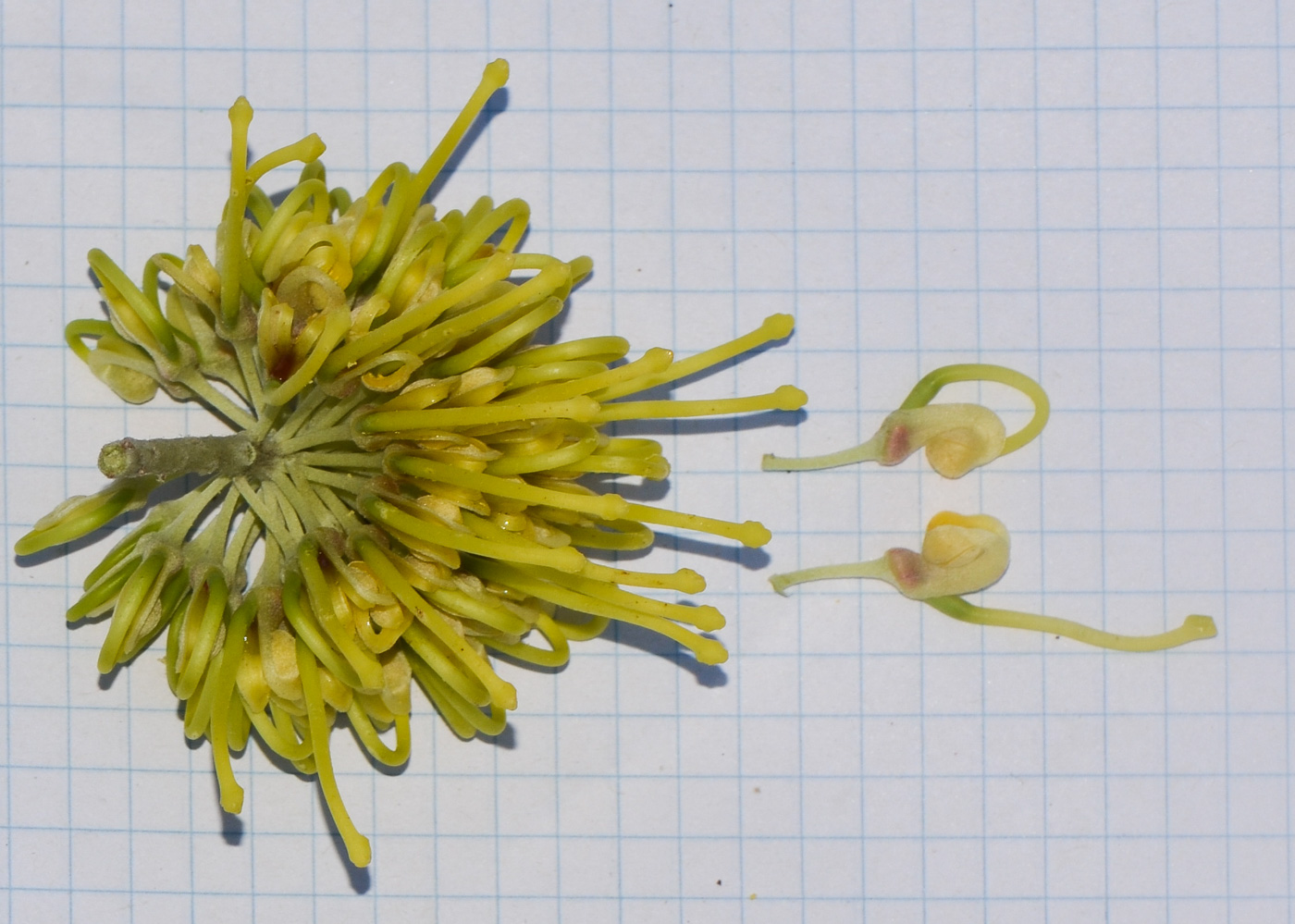 Image of Hakea chordophylla specimen.