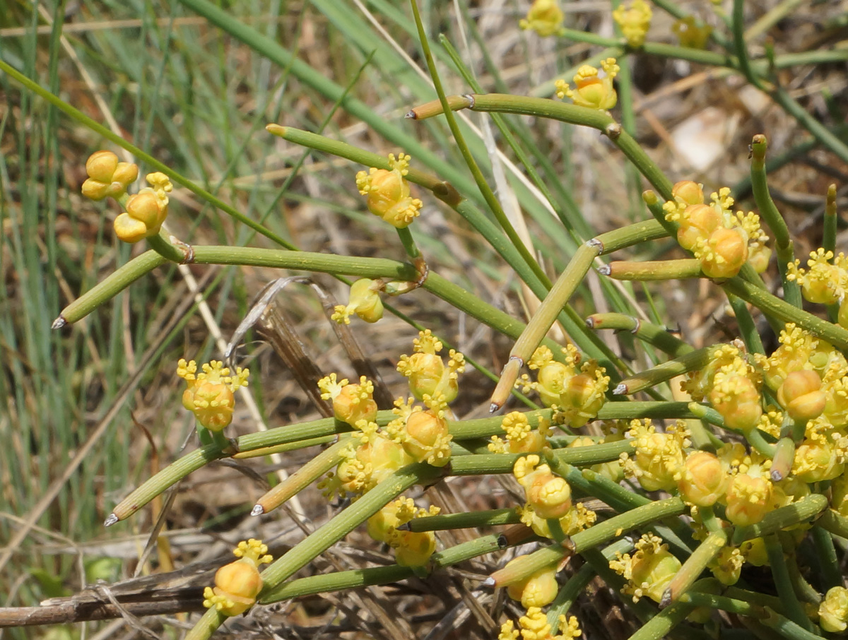 Изображение особи Ephedra dahurica.