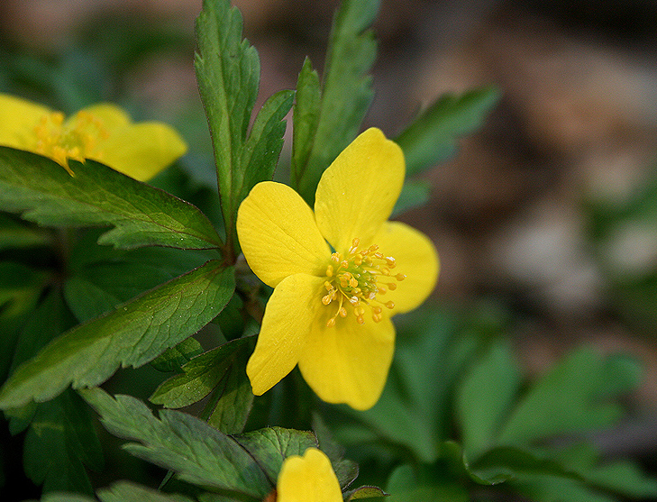 Image of Anemone ranunculoides specimen.