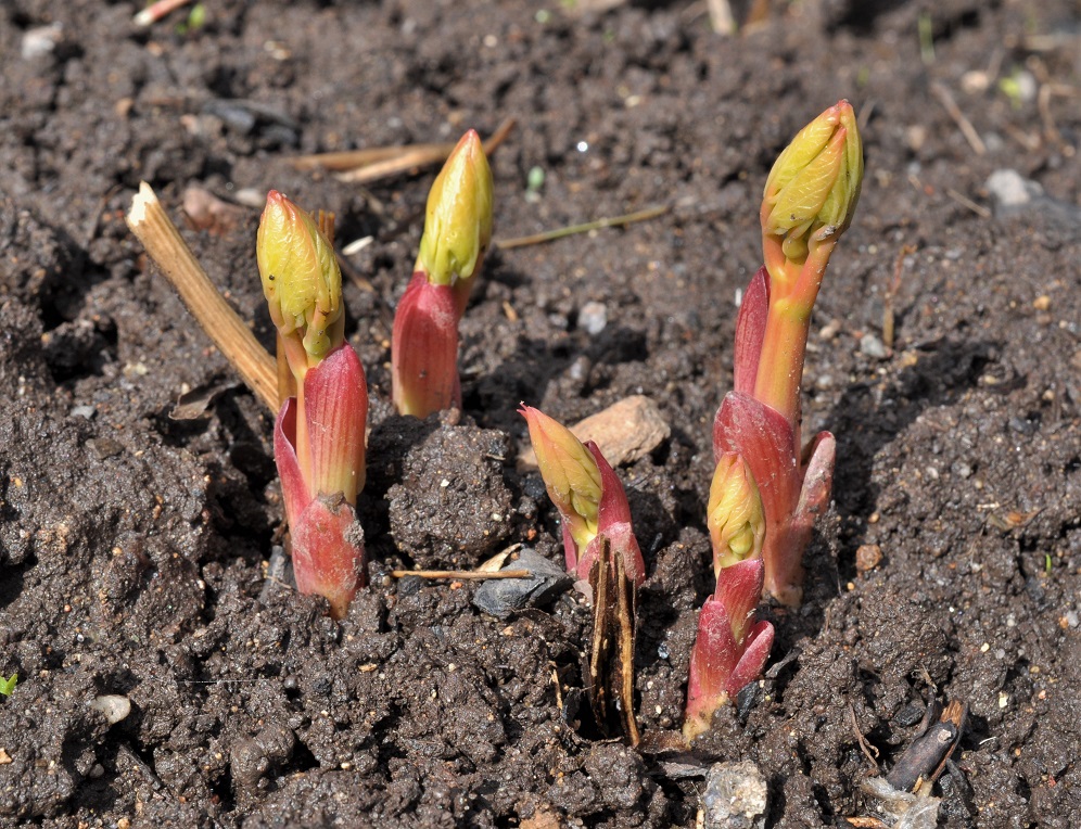 Image of Paeonia obovata specimen.