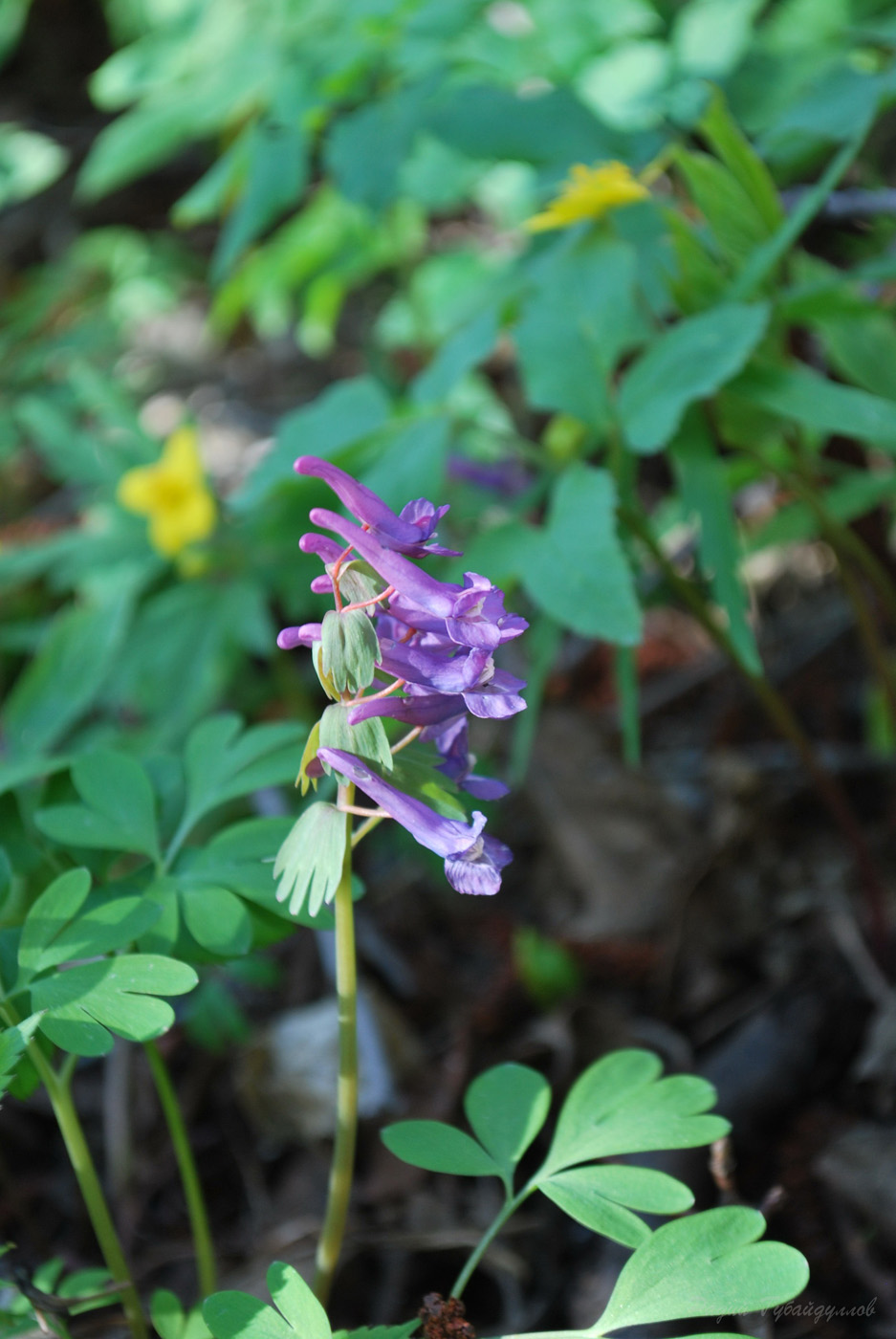 Image of Corydalis solida specimen.