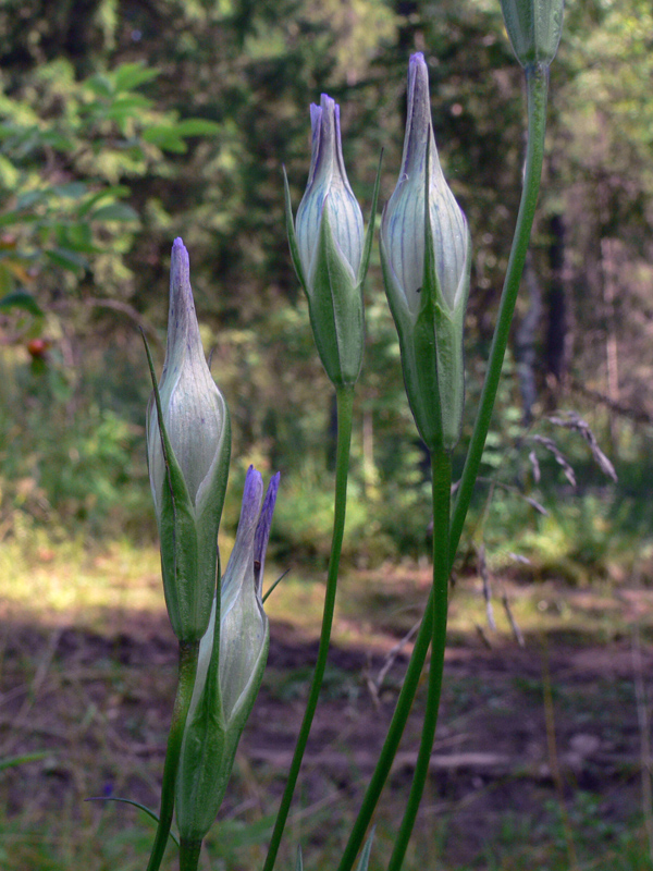 Изображение особи Gentianopsis barbata.