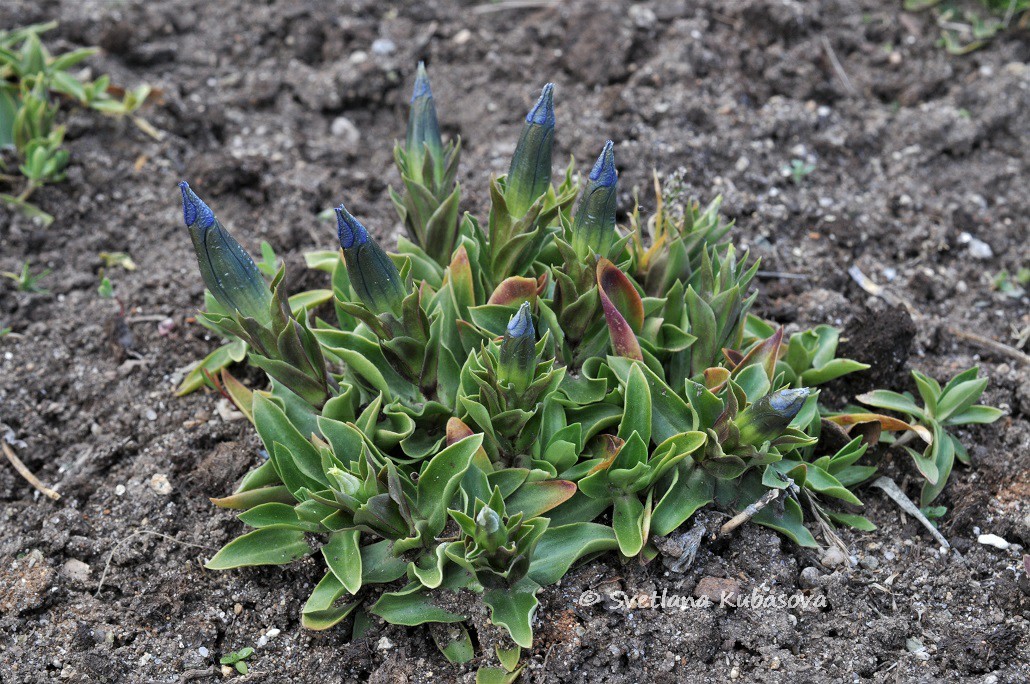 Image of Gentiana dinarica specimen.