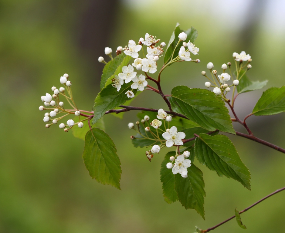 Image of Sorbus alnifolia specimen.