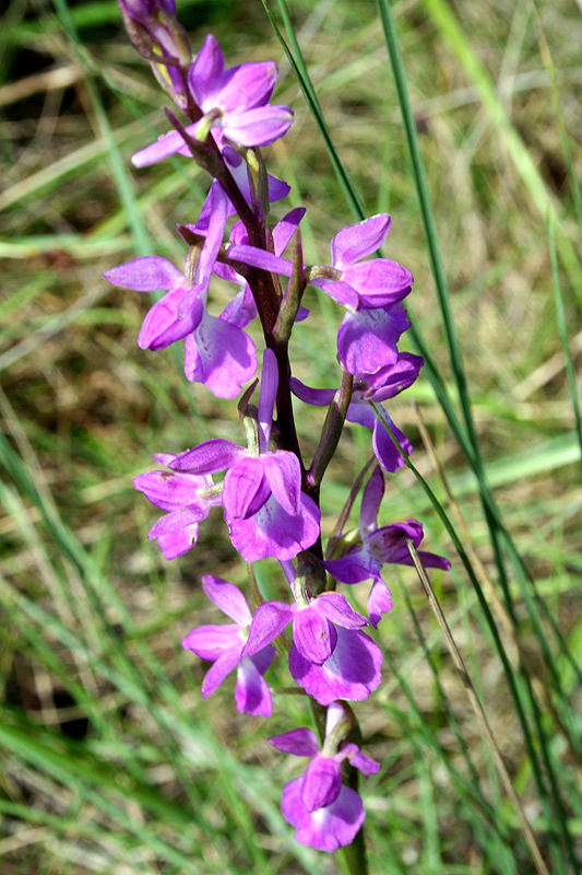 Изображение особи Anacamptis laxiflora ssp. elegans.