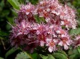 Spiraea japonica. Соцветие. Приморье, г. Находка, городская набережная. 09.09.2015.