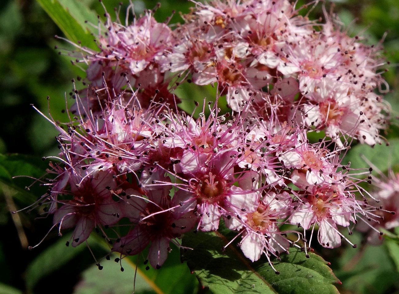 Image of Spiraea japonica specimen.