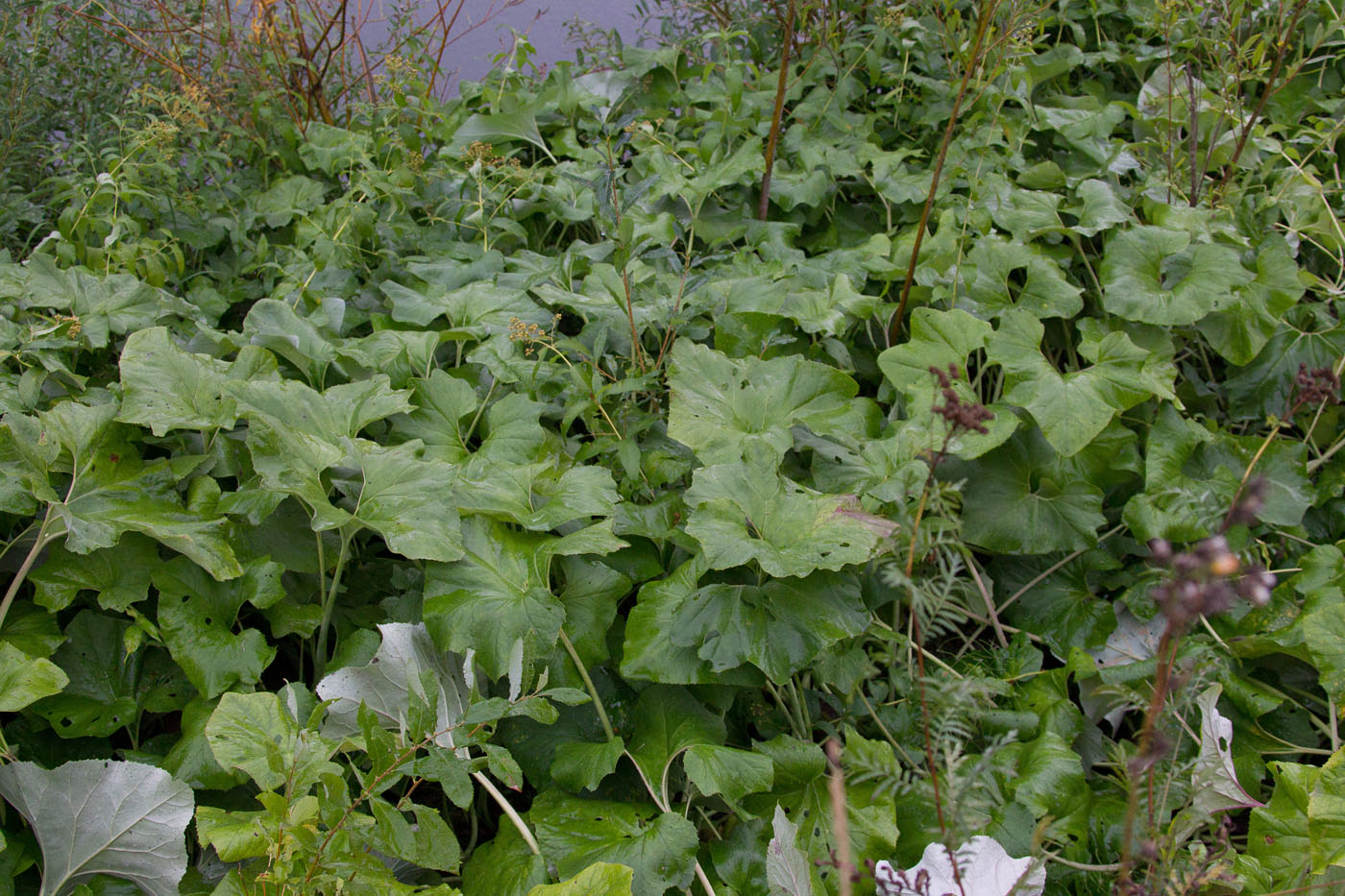 Image of Petasites spurius specimen.