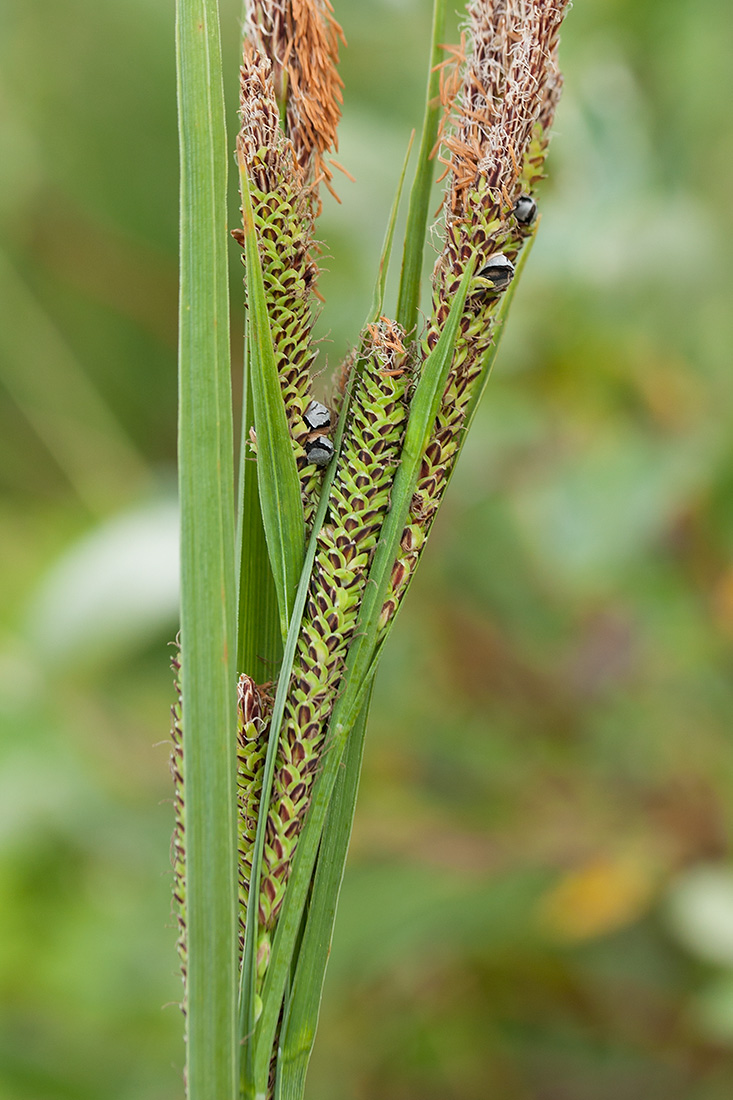 Image of Carex aquatilis specimen.