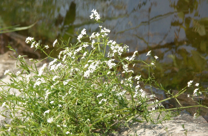 Image of Galium palustre specimen.