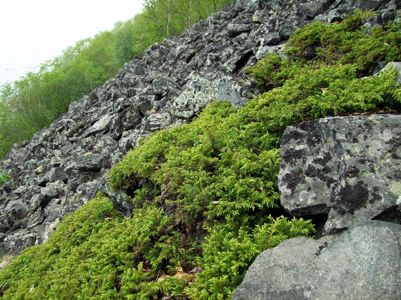 Image of Juniperus sibirica specimen.