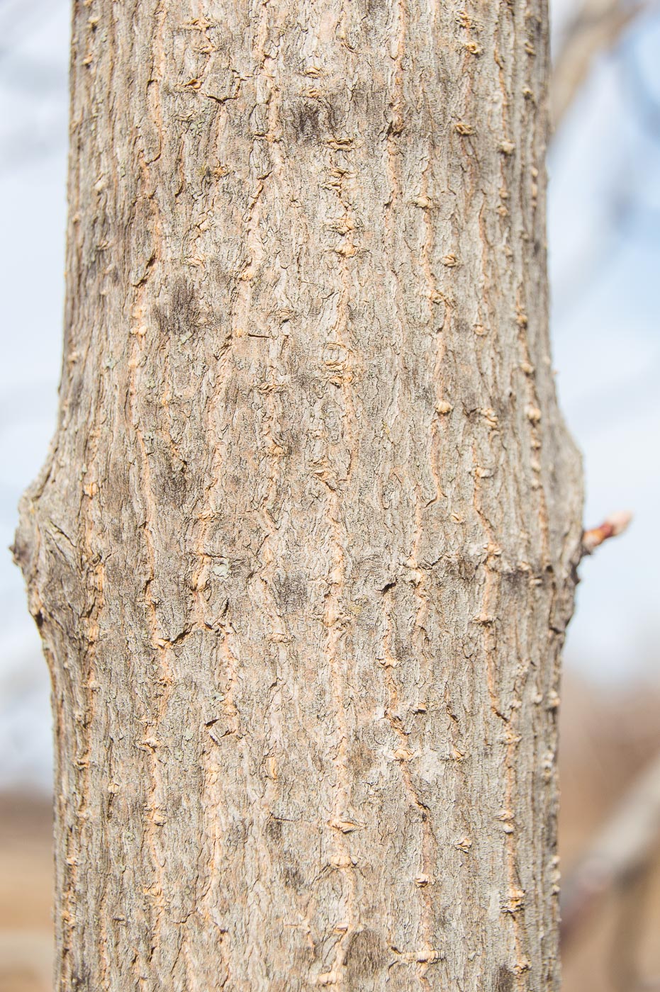 Image of Acer negundo specimen.