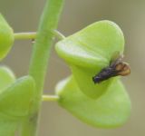 Muscari neglectum