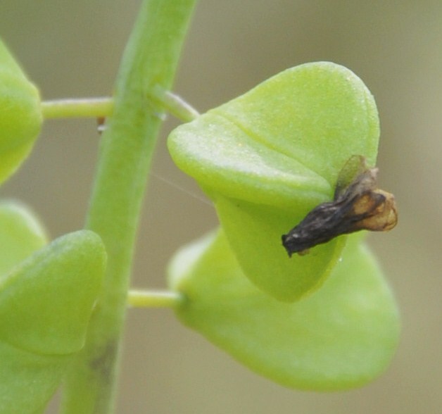 Image of Muscari neglectum specimen.