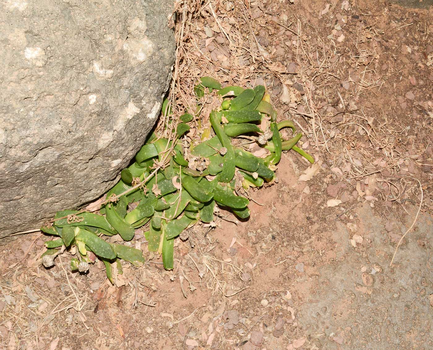 Image of Glottiphyllum linguiforme specimen.