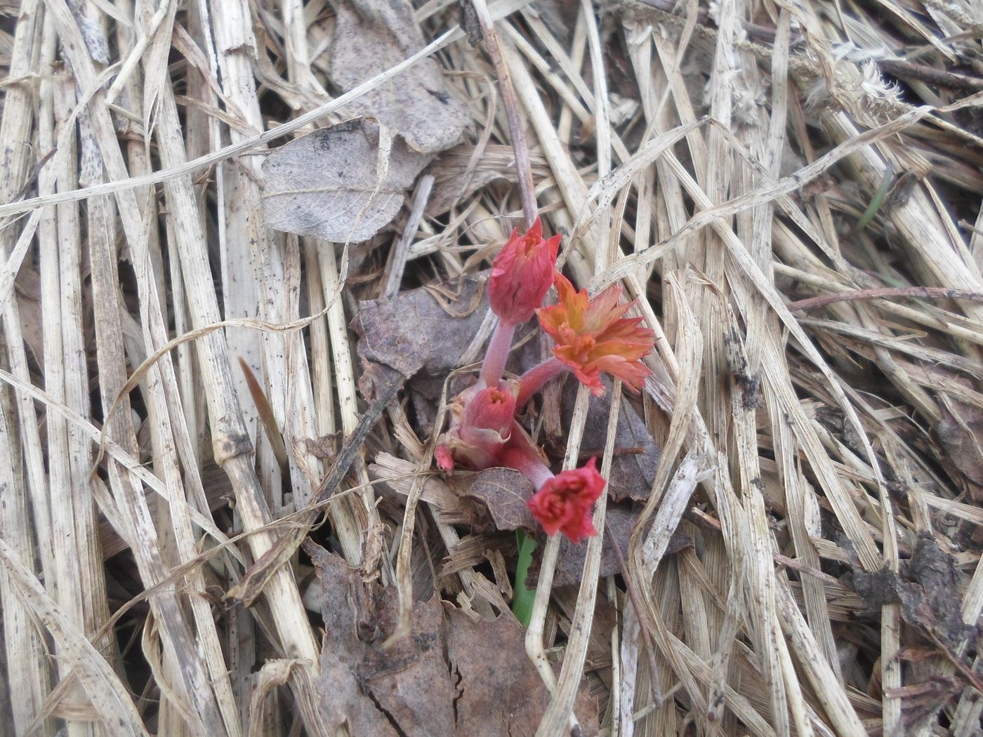 Image of Geranium pratense specimen.