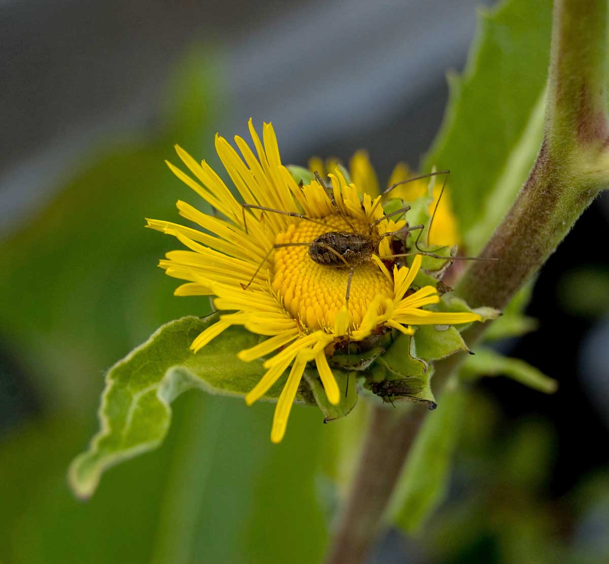 Изображение особи Inula helenium.