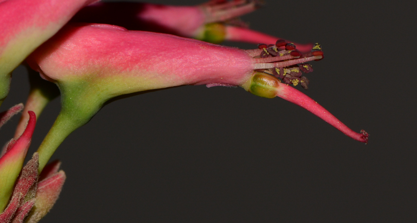 Image of Euphorbia tithymaloides specimen.