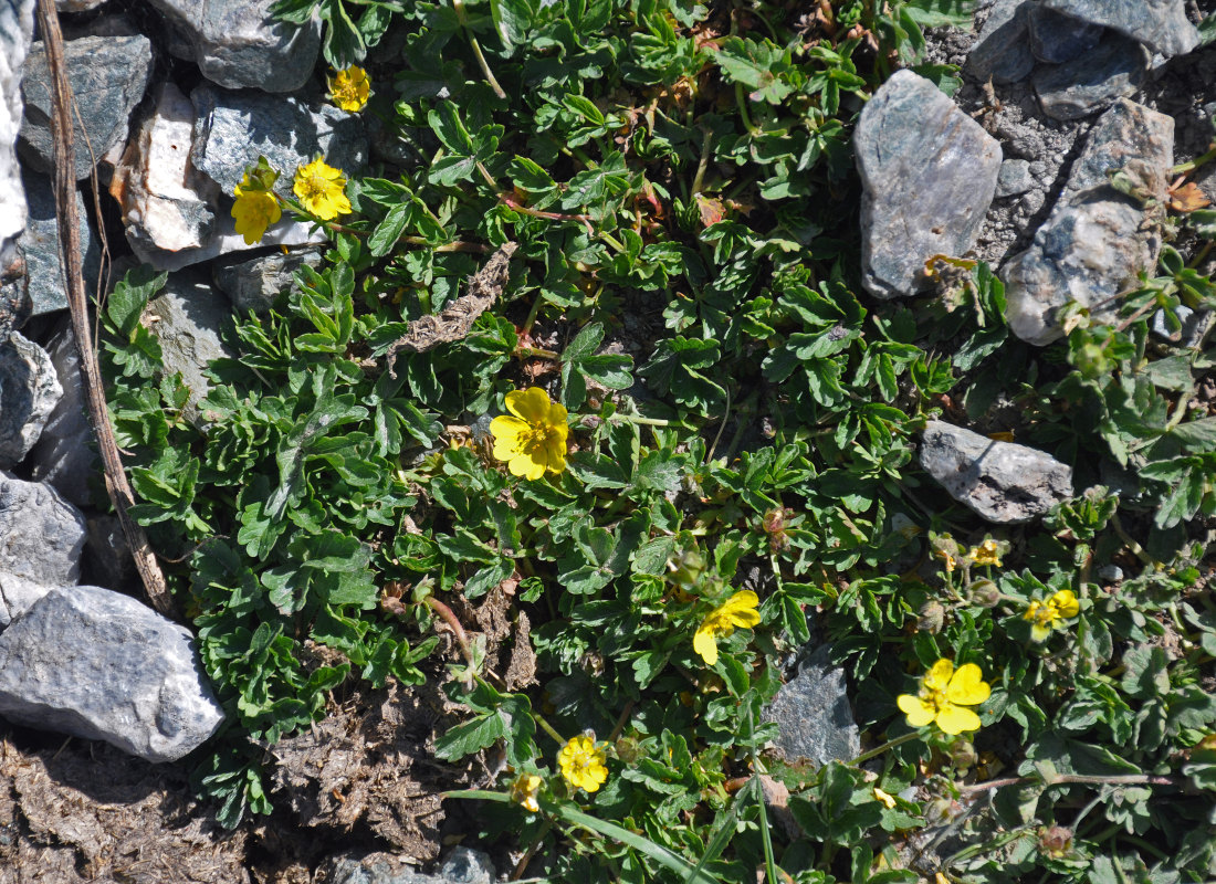 Image of genus Potentilla specimen.