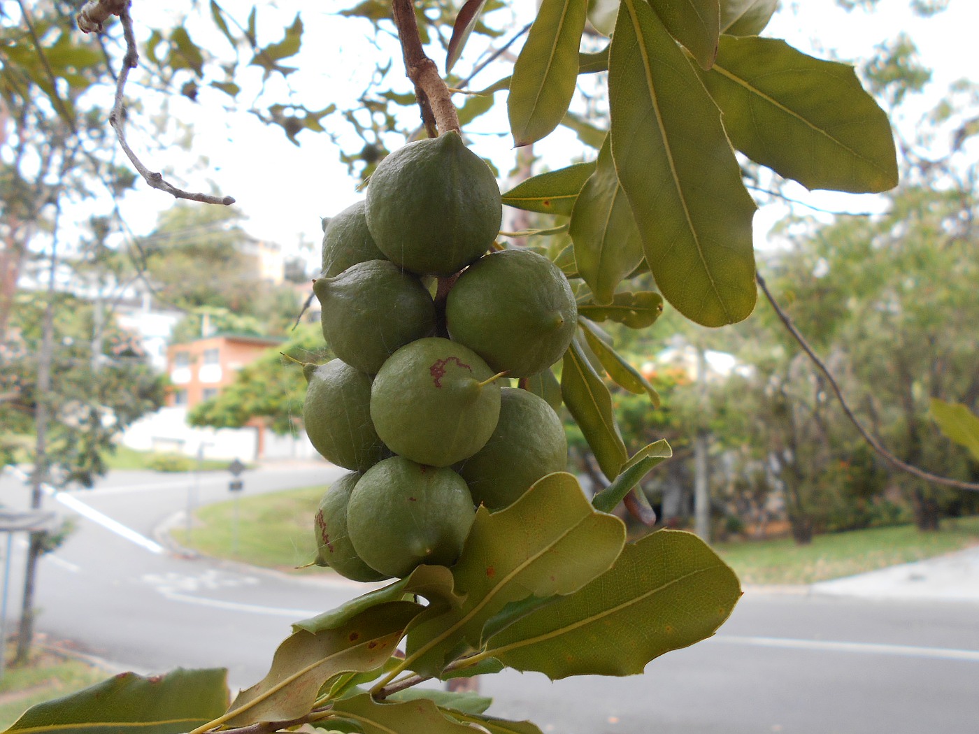 Image of Macadamia tetraphylla specimen.