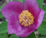 Paeonia daurica. Цветок. Крым, Бахчисарайский р-н, окр. с. Трудолюбовка, гора Кызыл-Чагир, грабово-дубовый лес. 05.05.2010.