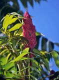 Rhus typhina