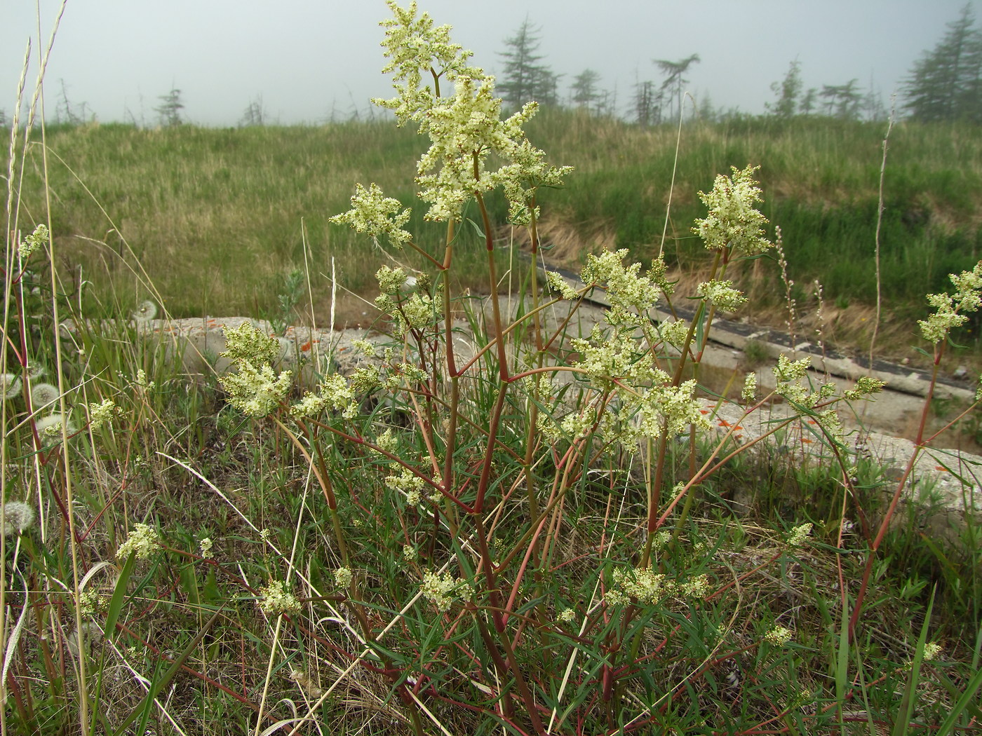 Image of Aconogonon divaricatum specimen.