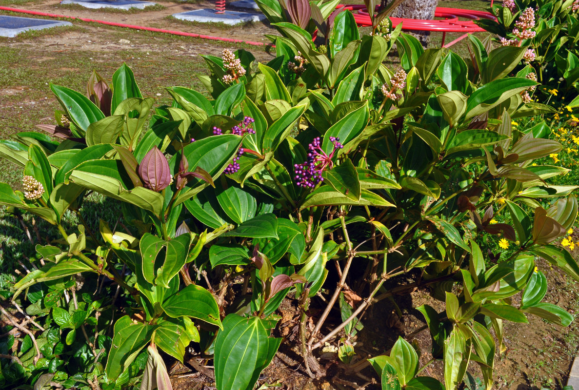 Изображение особи Medinilla cummingii.