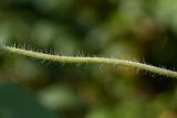 Ipomoea purpurea