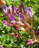 Astragalus buschiorum