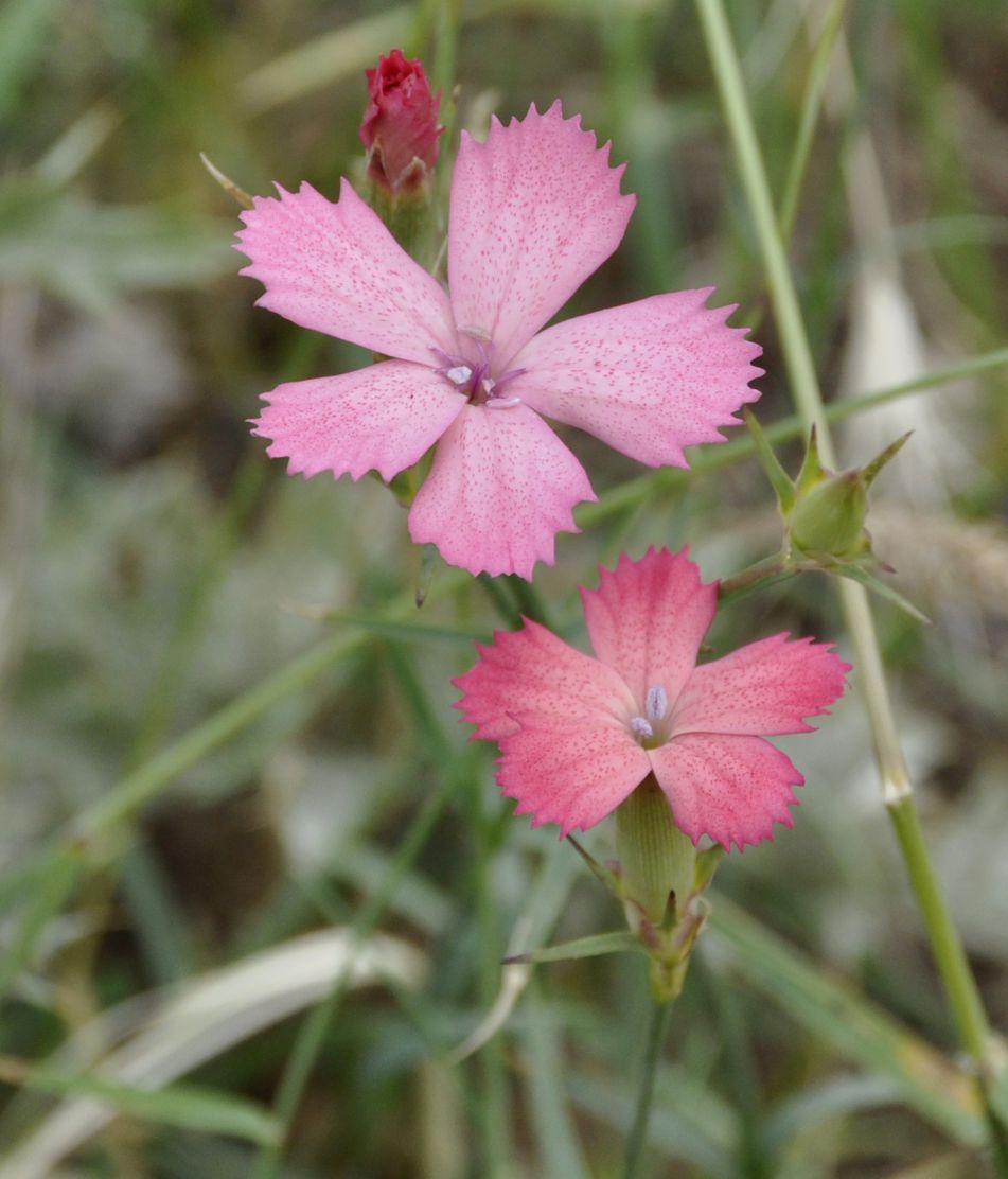 Image of Dianthus biflorus specimen.