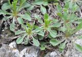 genus Campanula. Вегетирующее растение. Грузия, Казбегский муниципалитет, окраина с. Степанцминда, зап. склон горы Куро. 21.05.2018.