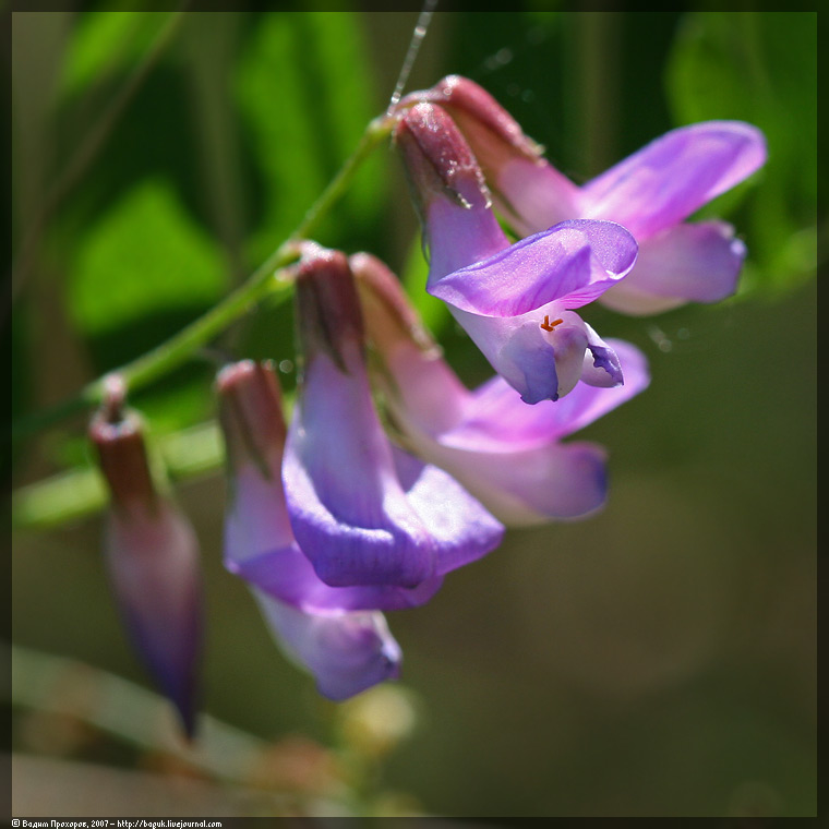 Image of Vicia cassubica specimen.