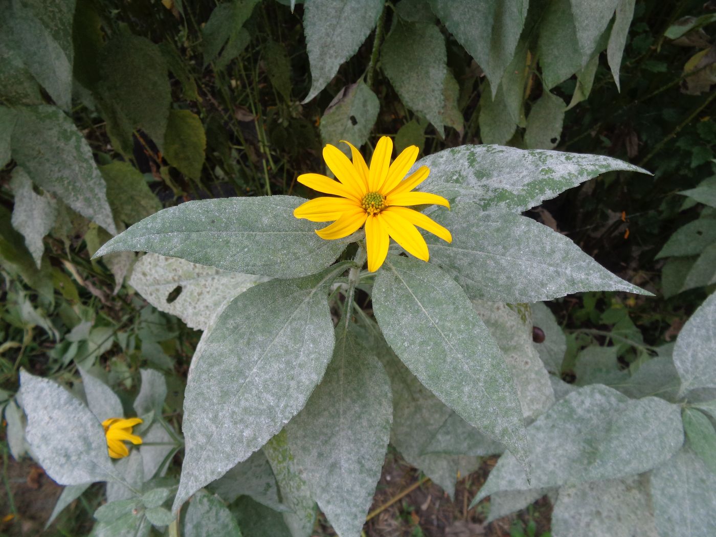 Image of Helianthus tuberosus specimen.