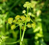Смотреть изображение Levisticum officinale
