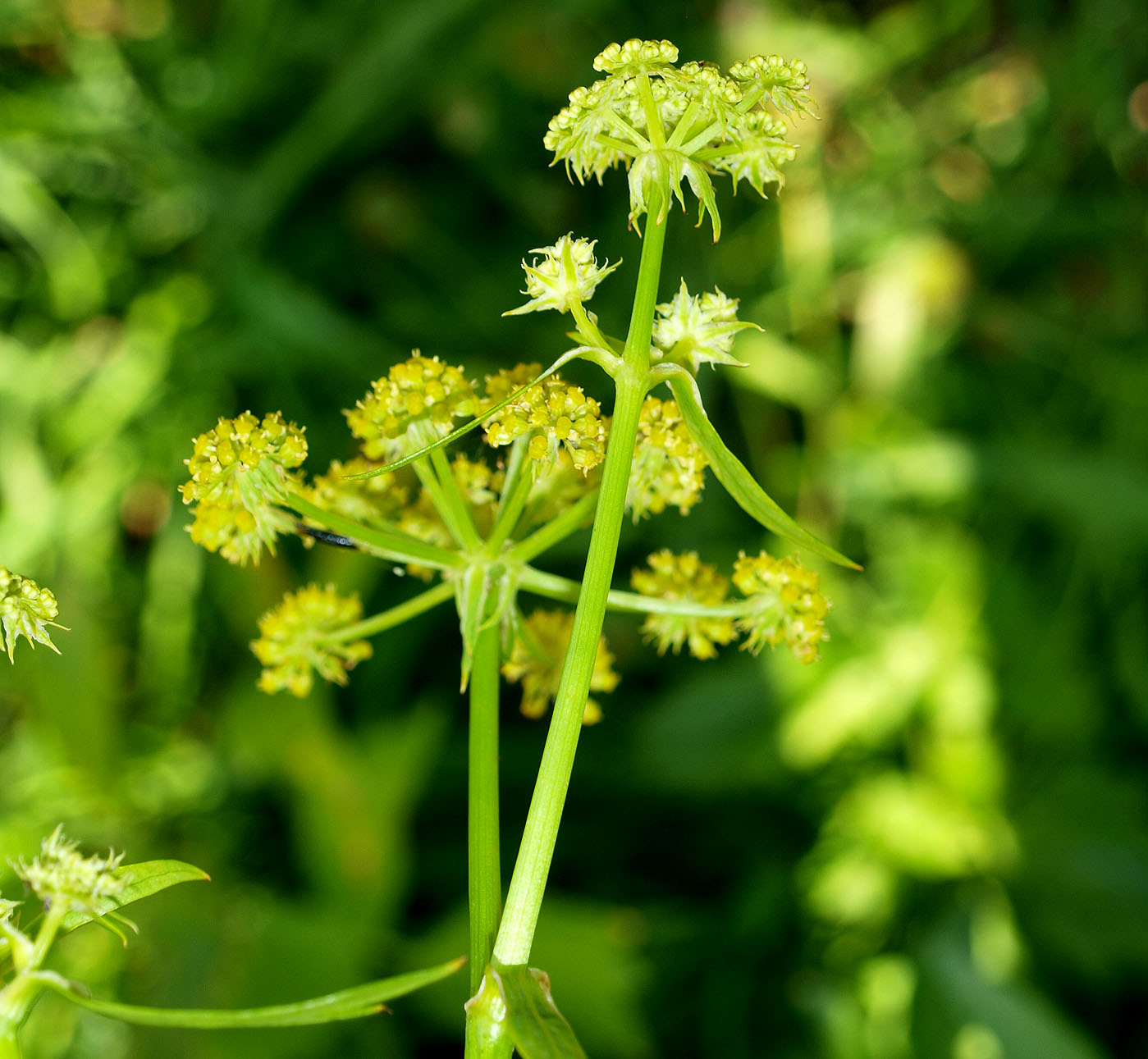 Image of Levisticum officinale specimen.