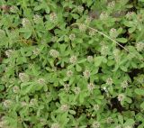 род Trifolium