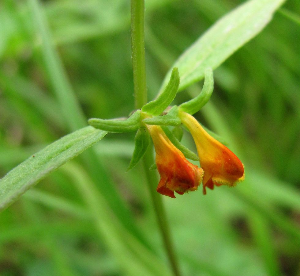 Image of Melampyrum sylvaticum specimen.