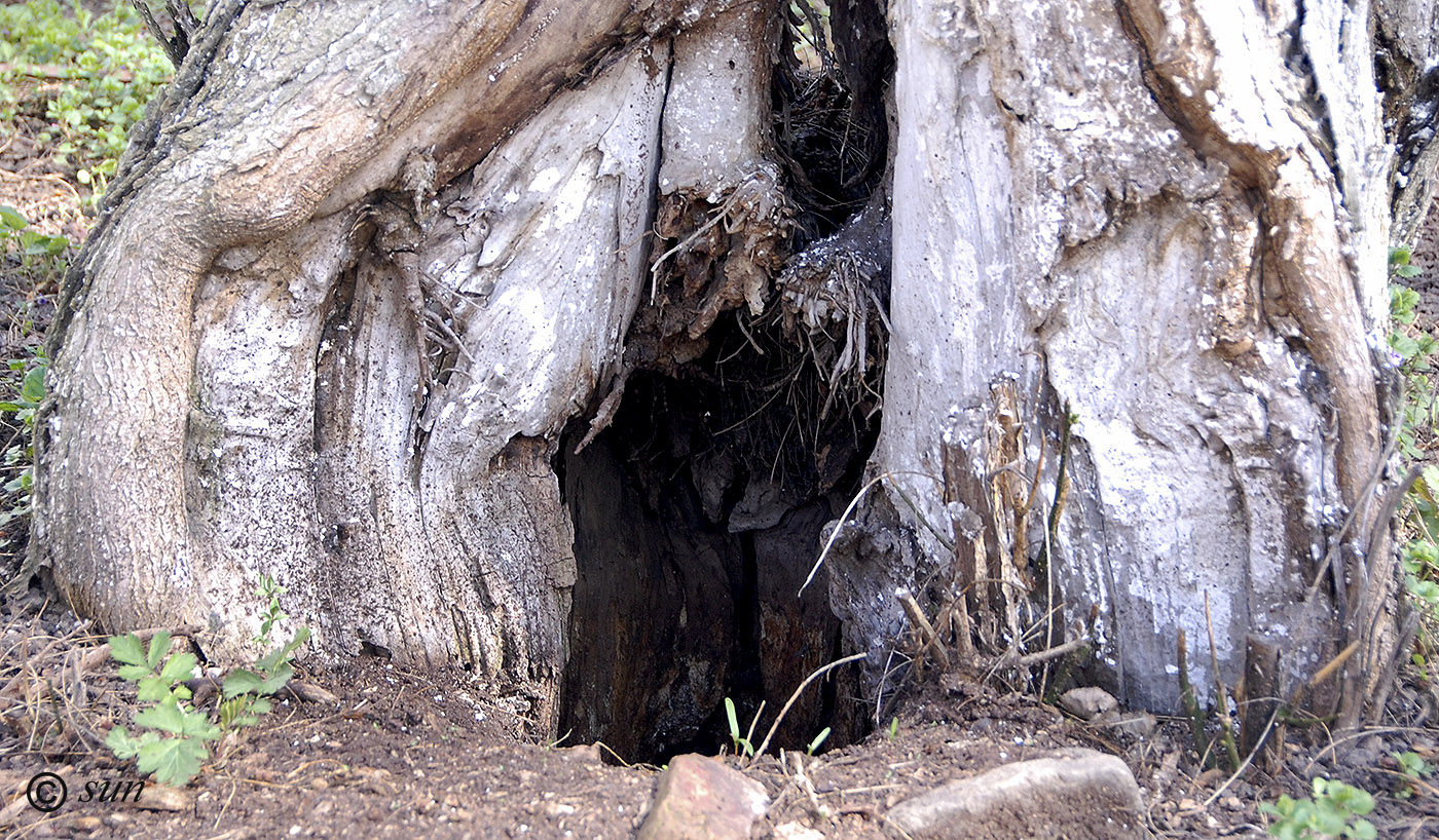 Image of Styphnolobium japonicum specimen.