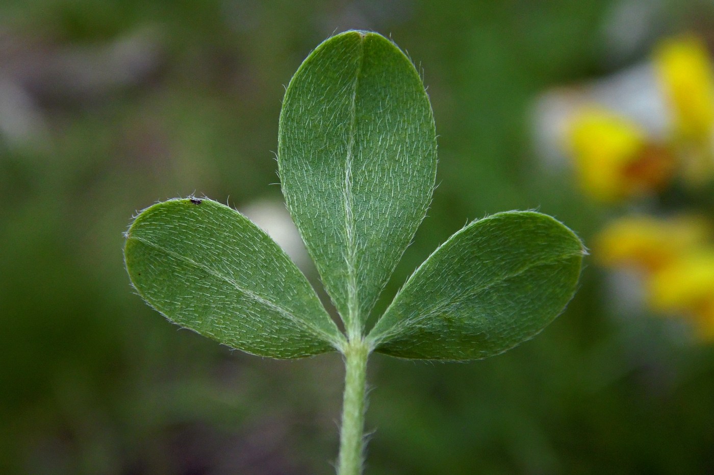 Изображение особи Chamaecytisus colchicus.