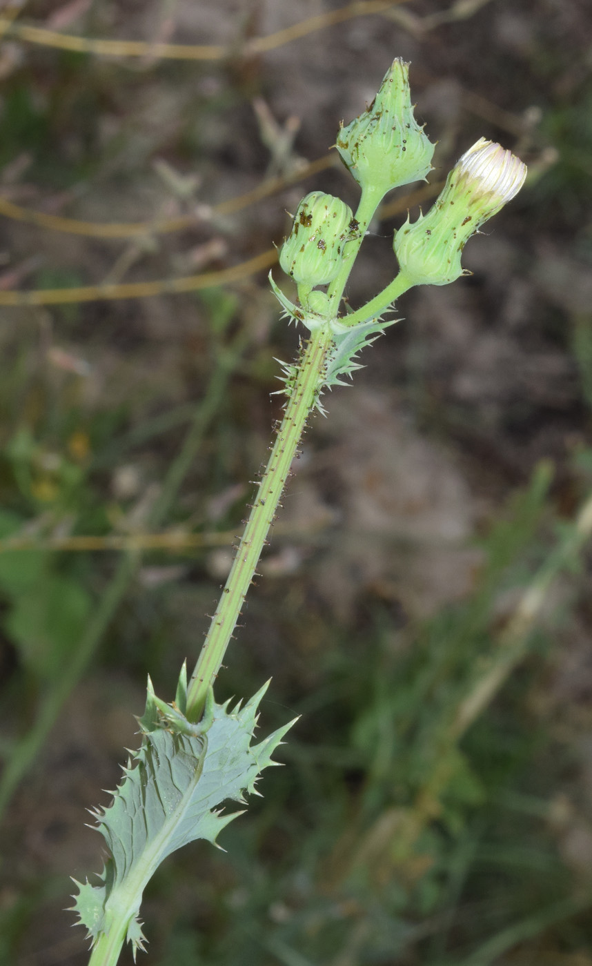 Image of Sonchus asper specimen.