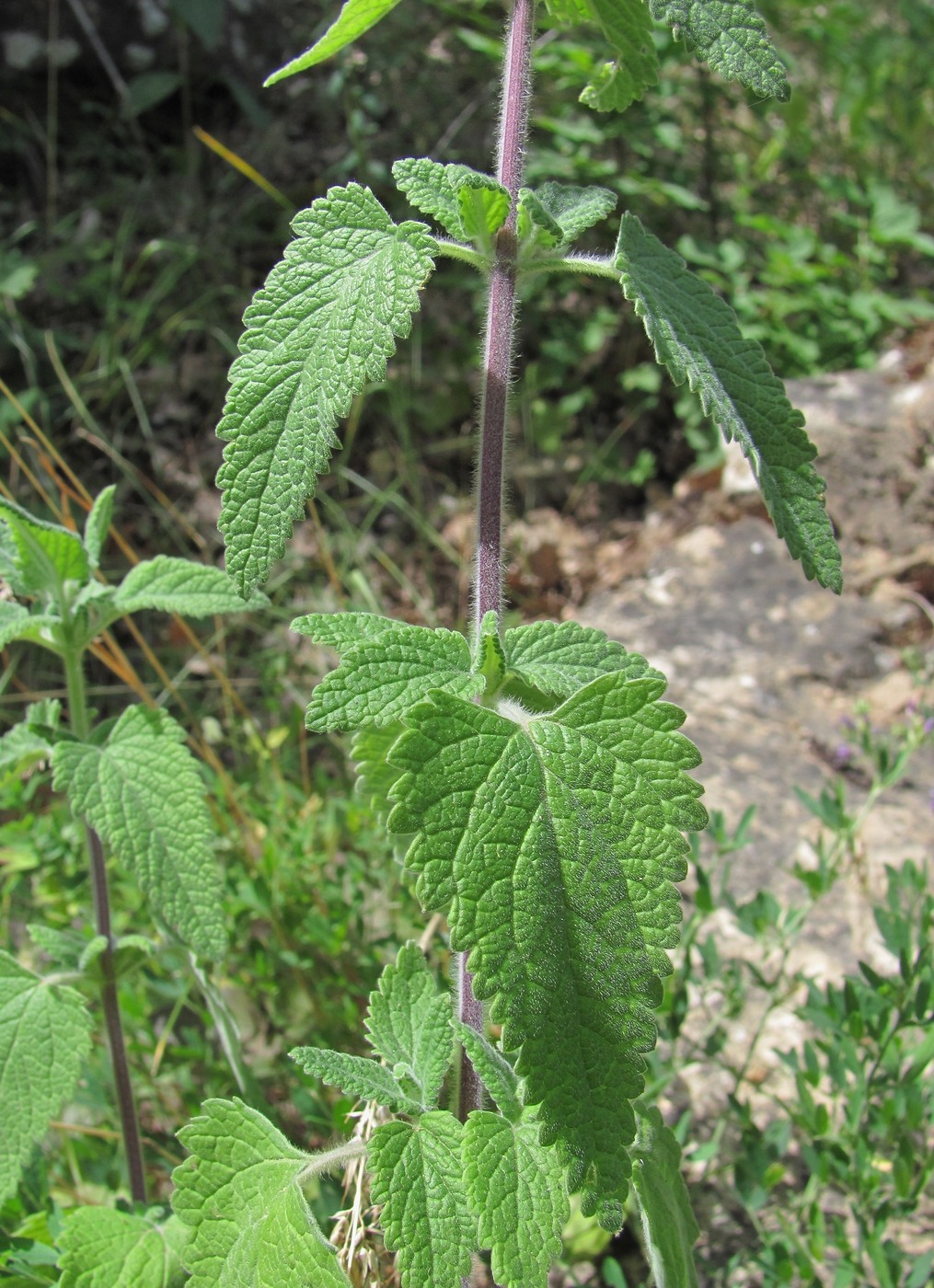 Image of Teucrium hircanicum specimen.