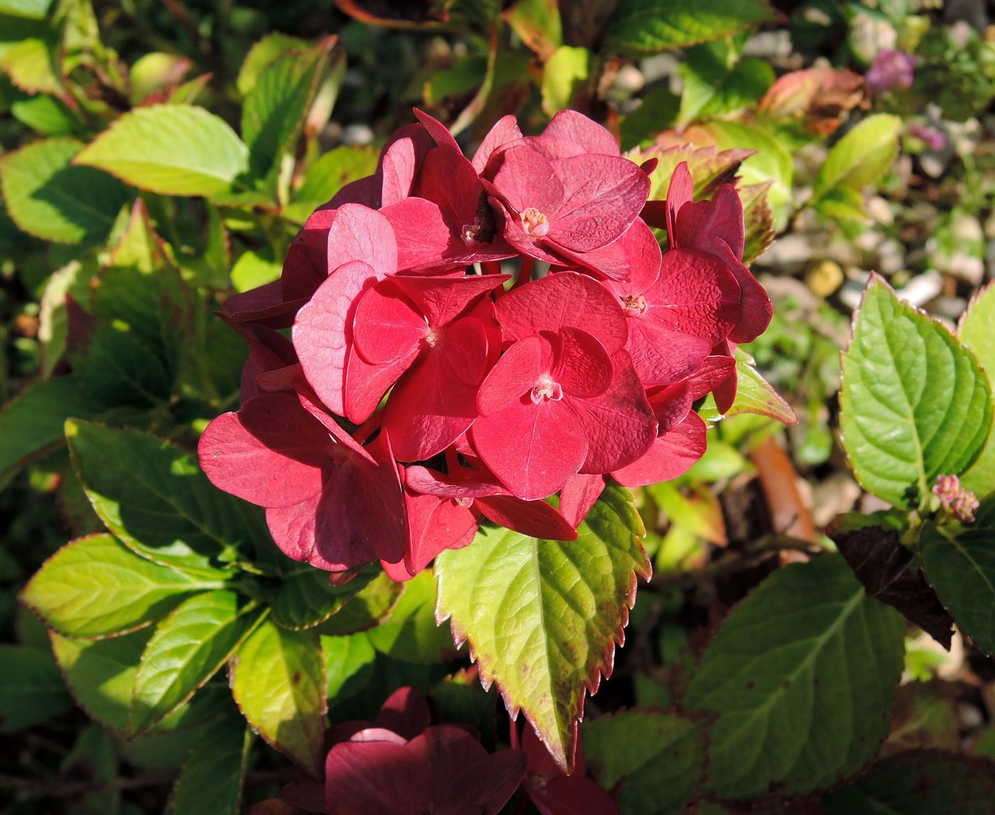 Изображение особи Hydrangea macrophylla.