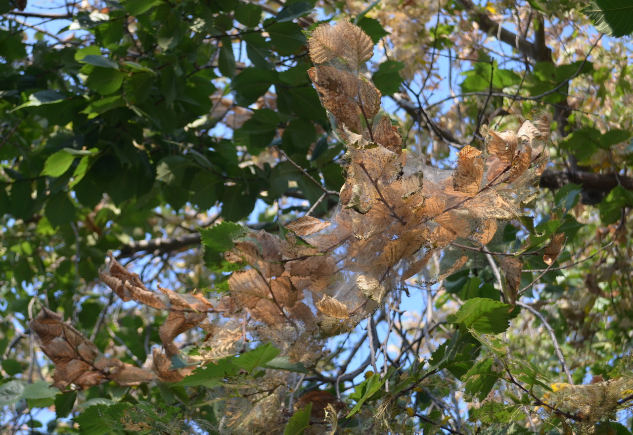 Image of genus Ulmus specimen.